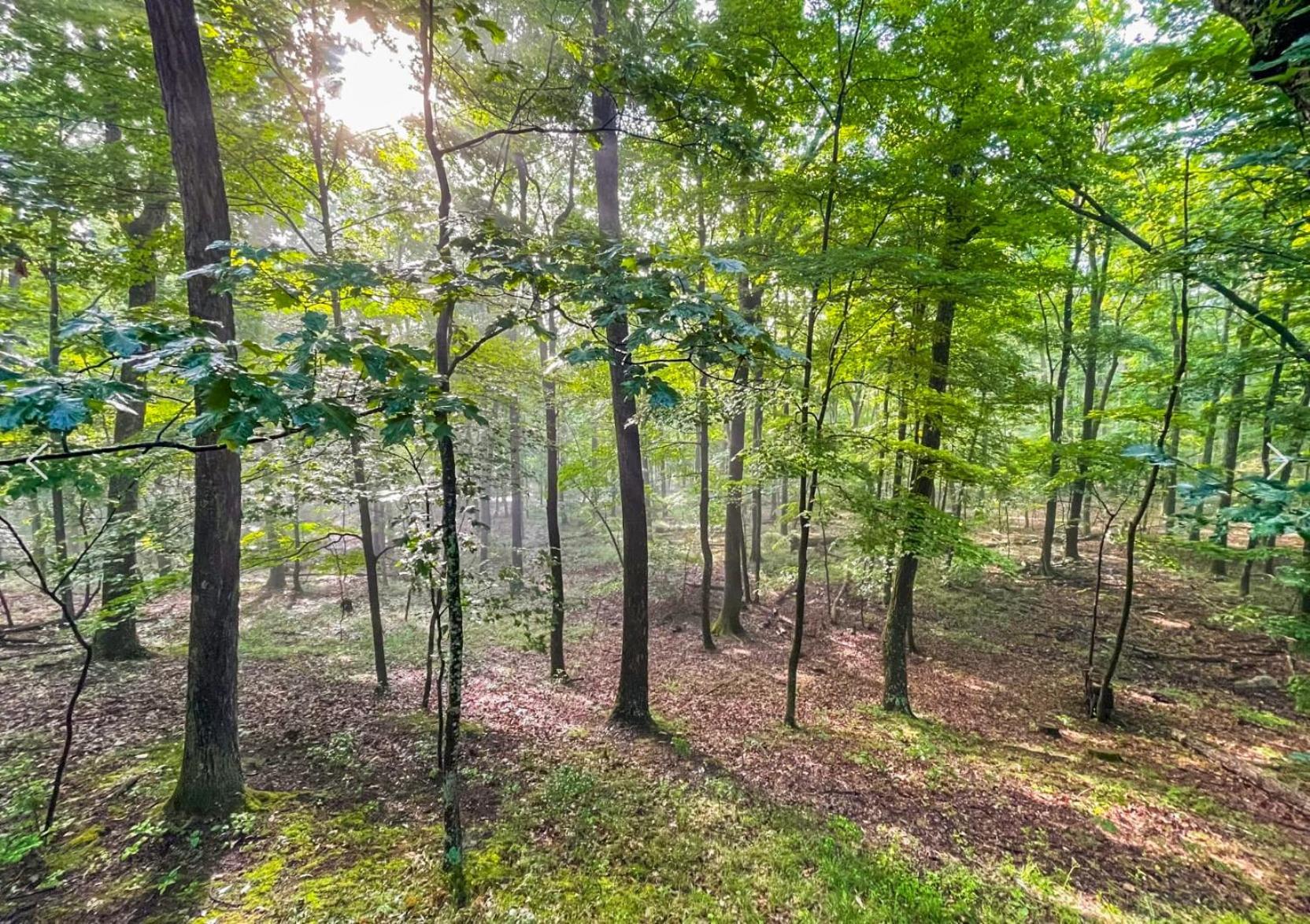 Huge Cabin W Hot Tub, Deck, Grill, Fire Pit, Wifi Берклі-Спрінгз Екстер'єр фото